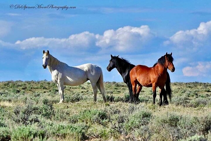 Kicking Red Canyon Wild Mustang Bus Tour Deals 5 PM In Cody
