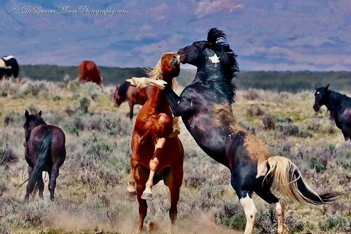 Kicking Red Canyon Wild Mustang Bus Tour Deals 5 PM In Cody