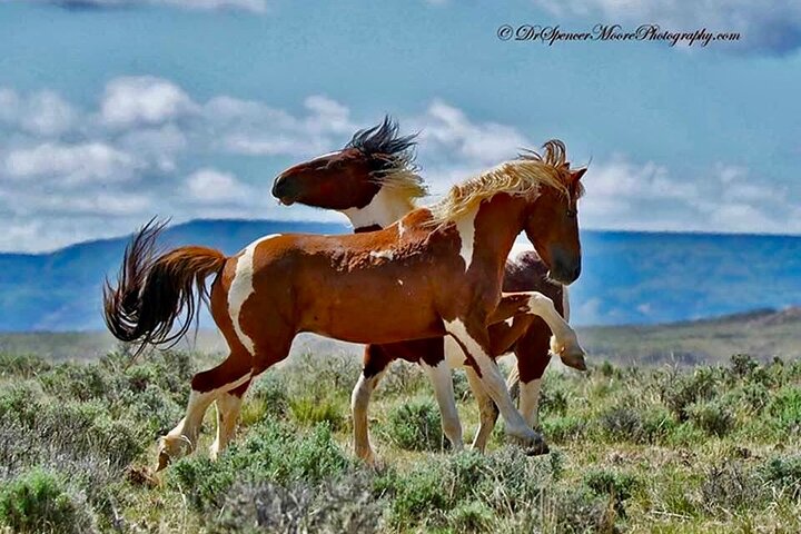 Kicking Red Canyon Wild Mustang Bus Tour Deals 5 PM In Cody