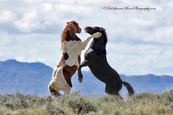 Kicking Red Canyon Wild Mustang Bus Tour Deals 5 PM In Cody