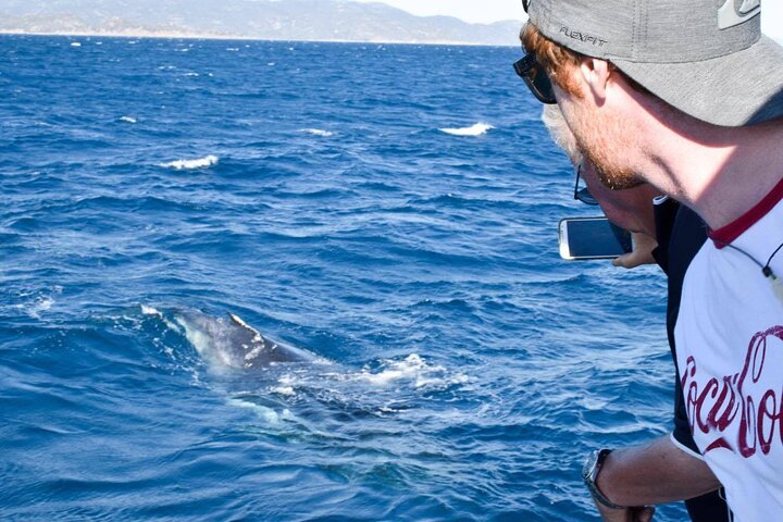 Whale Watching and Wildlife Cruise Townsville and Magnetic Island