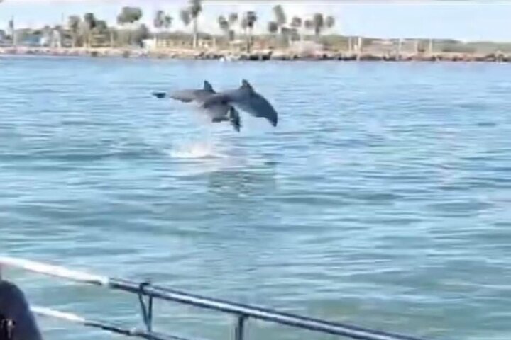 Baywatch Dolphin Tours – Pier 21 Galveston