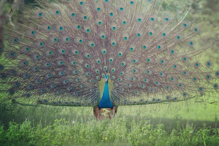 Minneriya National Park Wildlife & Elephant Safari from Sigiriya
