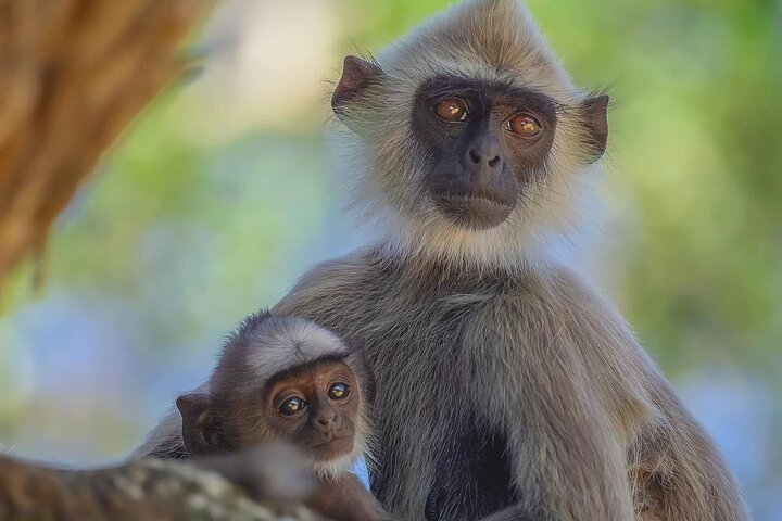 Minneriya National Park Wildlife & Elephant Safari from Sigiriya