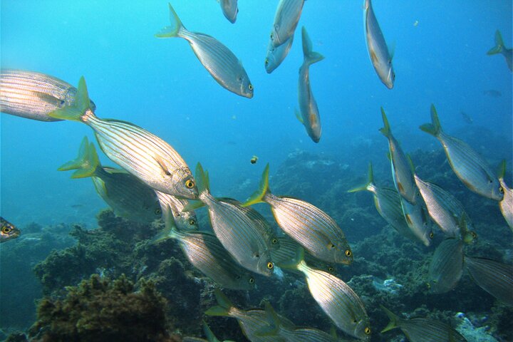 Third Island: Ilhéu das Cabras Boat Tour + Snorkeling
