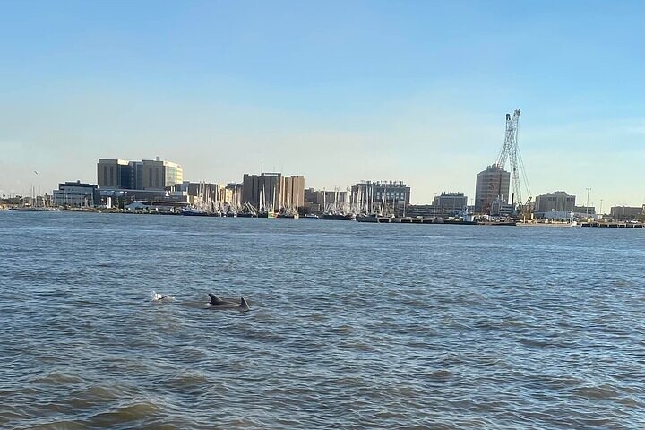 Baywatch Dolphin Tours – Pier 21 Galveston