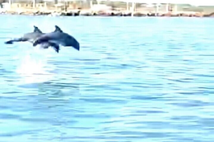 Baywatch Dolphin Tours – Pier 21 Galveston