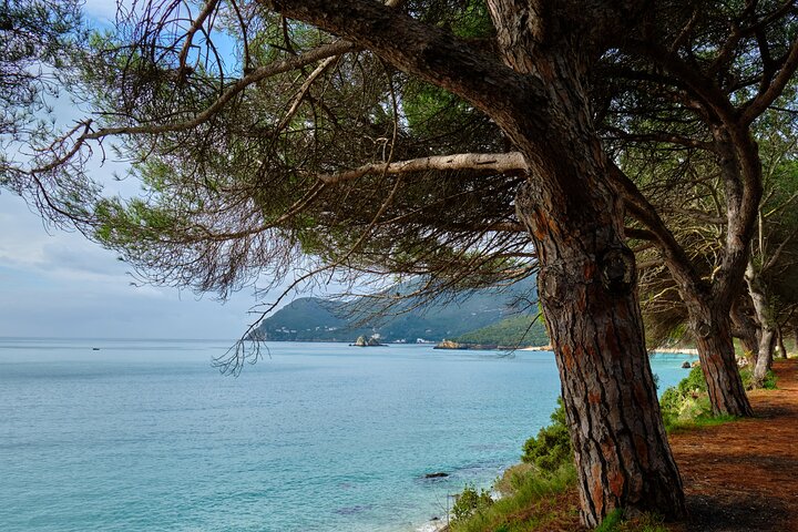 Dolphin watching in Setúbal