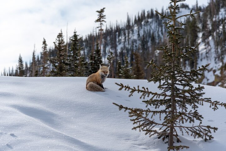 Private Wildlife Hiking Tour in Rocky Mountain National Park