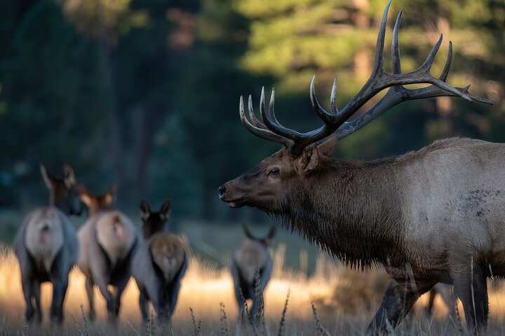 Private Wildlife Hiking Tour in Rocky Mountain National Park