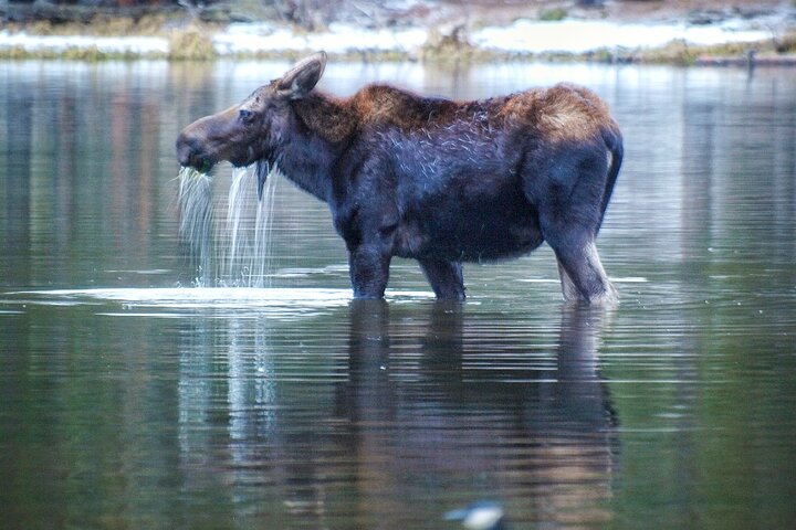 Private Wildlife Hiking Tour in Rocky Mountain National Park