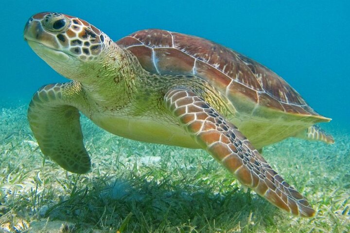 Half Day Semiprivate Snorkeling with Turtles and Majestic Cenote