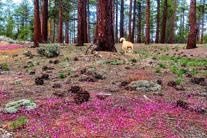 Family-Friendly Nature Hike around the Big Bear Valley