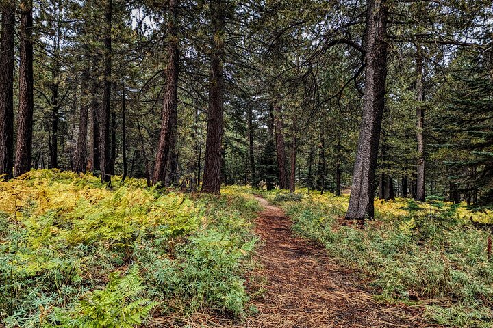 Big Bear Jeep off-road tour with Hike to Bluff Lake Reserve
