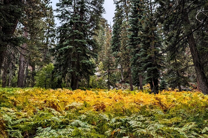 Big Bear Jeep off-road tour with Hike to Bluff Lake Reserve