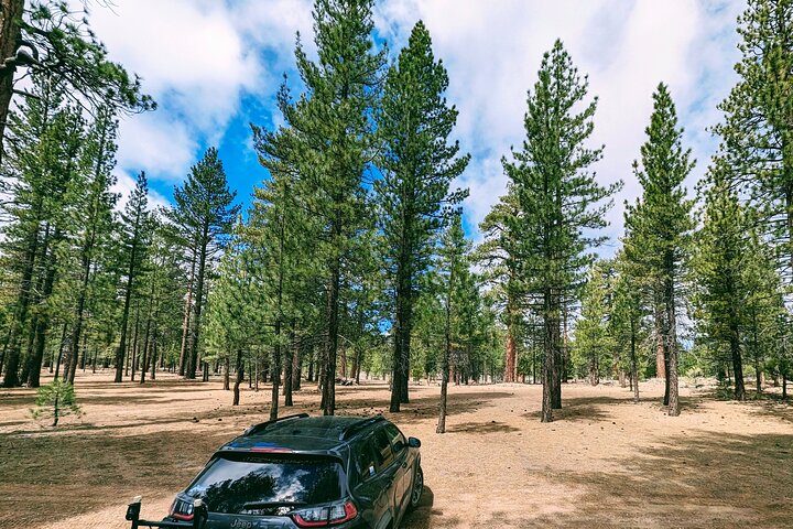 Big Bear Jeep off-road tour with Hike to Bluff Lake Reserve