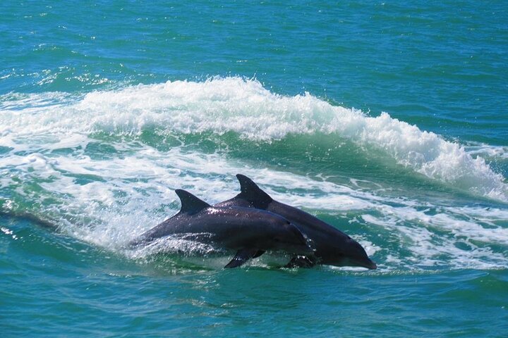 Guaranteed Dolphin Sighting Tour on Tropics Boat Tours