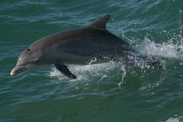Guaranteed Dolphin Sighting Tour on Tropics Boat Tours