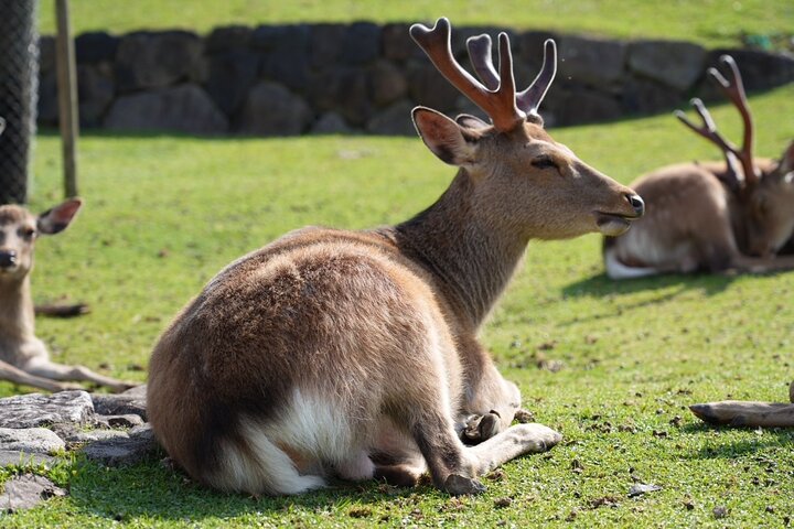 Nara Early Morning Tour Kyoto or Osaka Departure Available