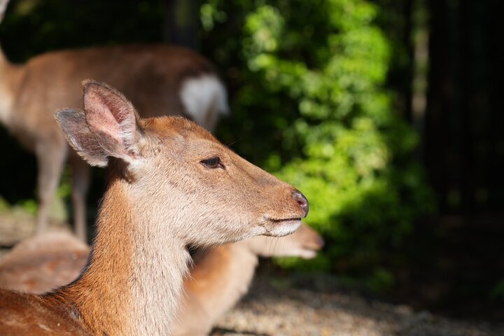 Nara Early Morning Tour Kyoto or Osaka Departure Available