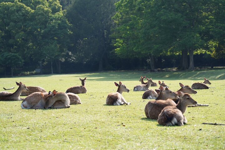 Nara Early Morning Tour Kyoto or Osaka Departure Available