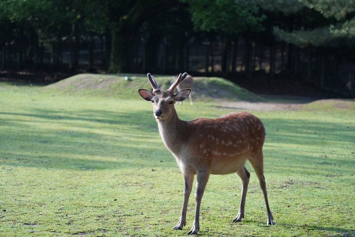 Nara Early Morning Tour Kyoto or Osaka Departure Available