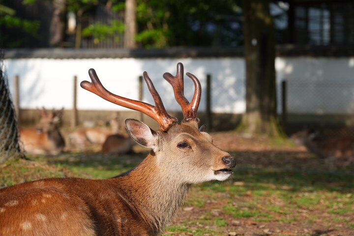 Nara Early Morning Tour Kyoto or Osaka Departure Available