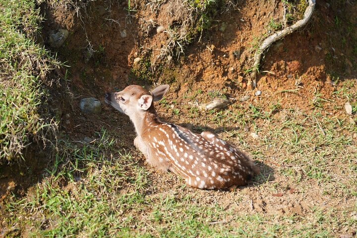 Nara Early Morning Tour Kyoto or Osaka Departure Available