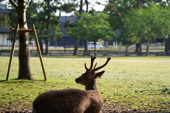 Nara Early Morning Tour Kyoto or Osaka Departure Available