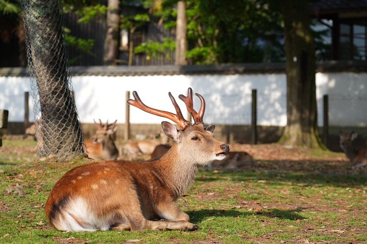 Nara Early Morning Tour Kyoto or Osaka Departure Available