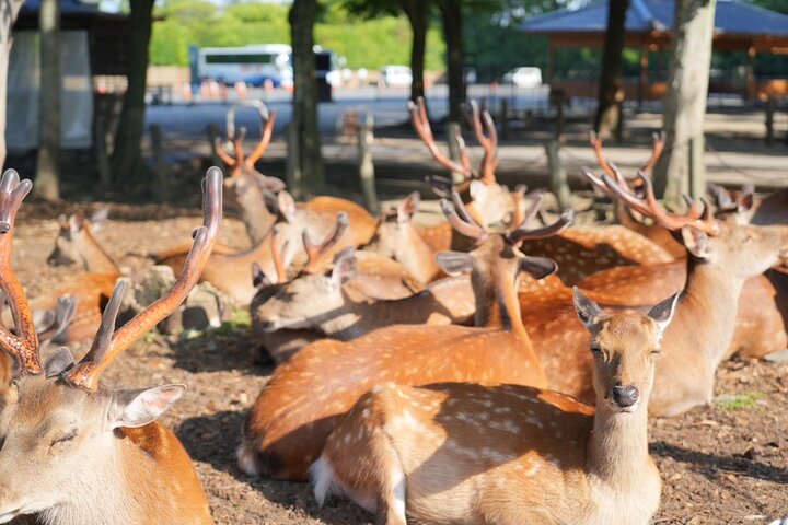Nara Early Morning Tour Kyoto or Osaka Departure Available