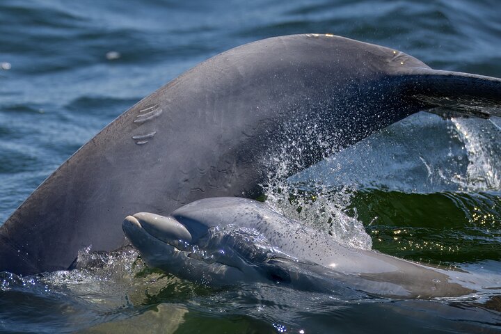 Frisky Mermaid Dolphin + Sightseeing Cruise in Pensacola Beach