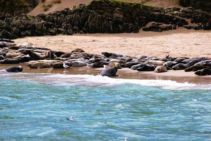Dingle Boat Tours Wildlife RIB Adventure