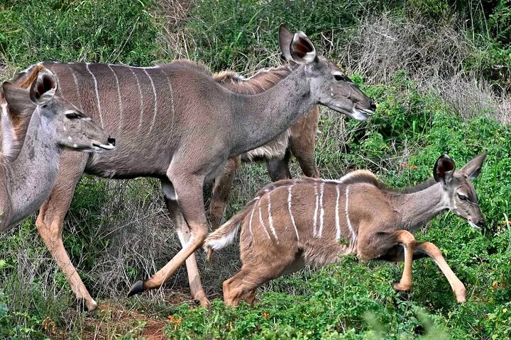 Great Addo Elephant Park Adventure Safari