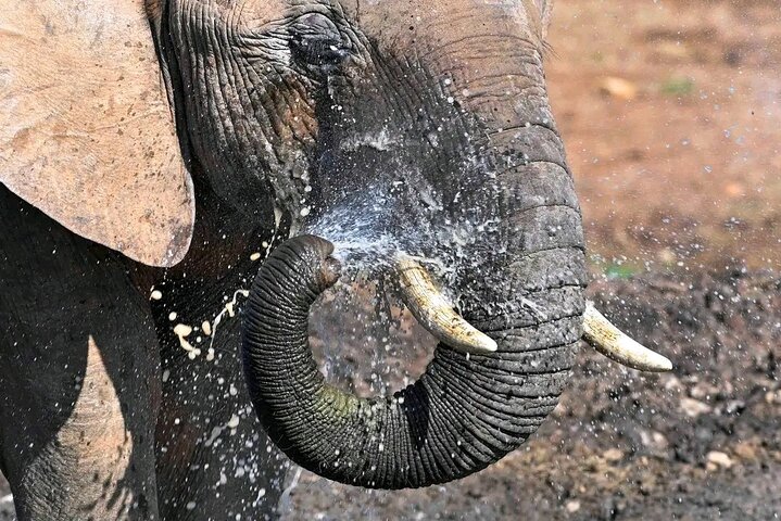 Great Addo Elephant Park Adventure Safari