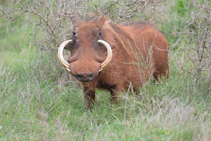 Great Addo Elephant Park Adventure Safari
