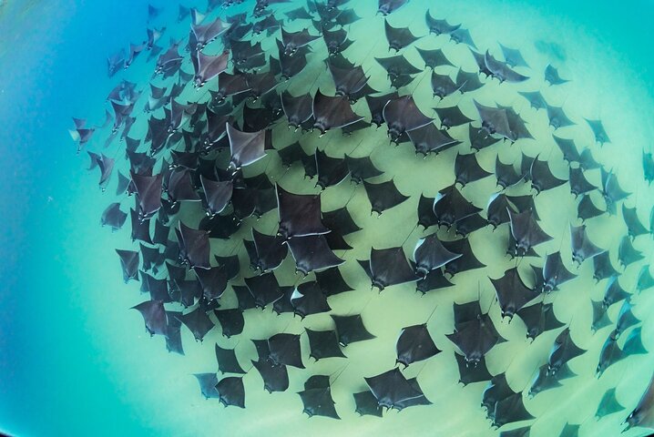Ocean Safari: Sea Lions, Mobula Rays, Dolphins, Orcas & Whales