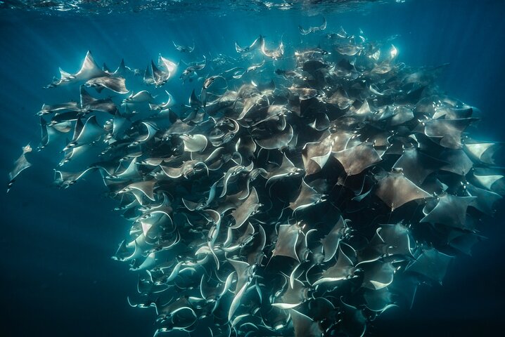 Ocean Safari: Sea Lions, Mobula Rays, Dolphins, Orcas & Whales