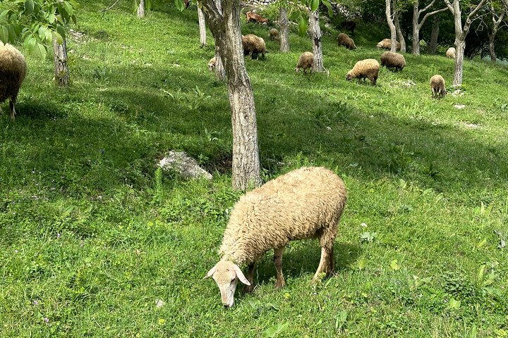 From Tirana / Durres: Gamti Mountain and Bovilla lake Day Trip