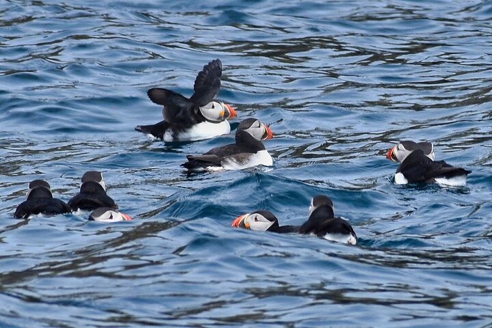 Dingle Boat Tours Wildlife RIB Adventure