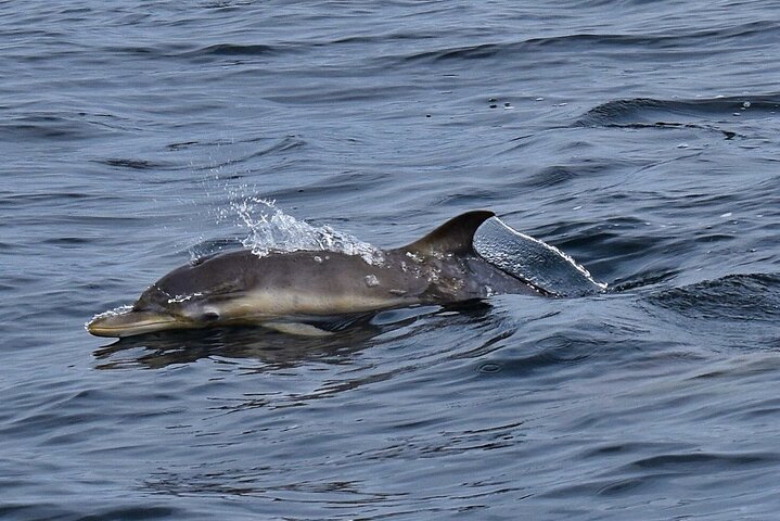Dingle Boat Tours Wildlife RIB Adventure