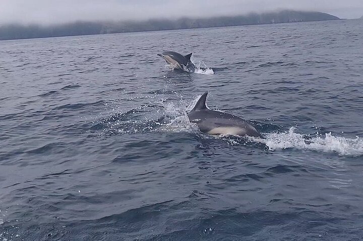Dingle Boat Tours Wildlife RIB Adventure
