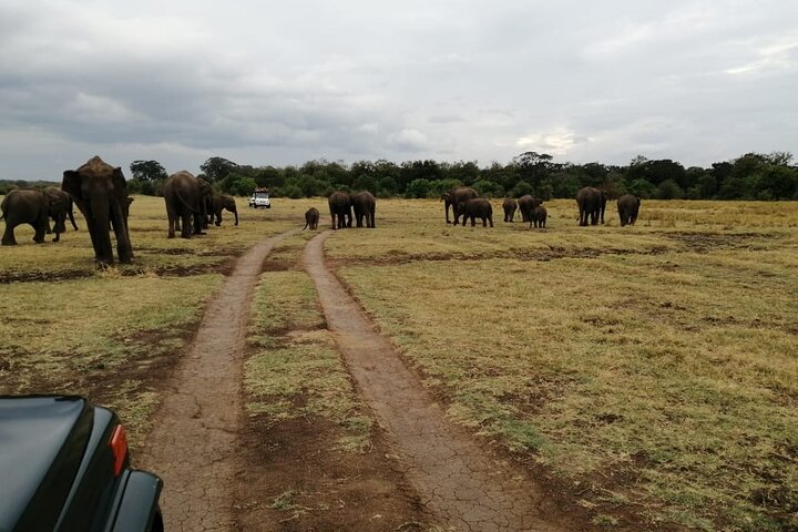 Minneriya National Park Safari Private Jeep with Hotel Pickup