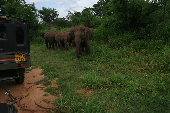 Minneriya National Park Safari Private Jeep with Hotel Pickup