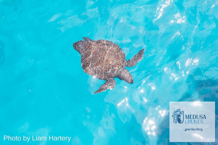 Medusa Cruises: 4-Hour Turtle Chill-Out Cruise / Lunch – Protaras