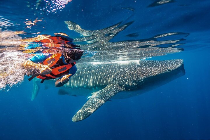 Cancun, Isla Mujeres and Riviera Maya: Swim with whale sharks!