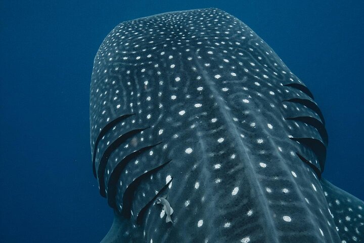 Cancun, Isla Mujeres and Riviera Maya: Swim with whale sharks!