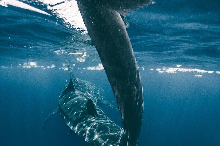 Cancun, Isla Mujeres and Riviera Maya: Swim with whale sharks!