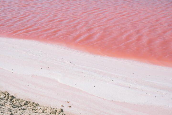 River Lizards and Las Coloradas - Flamencos and Crocodiles Safari plus