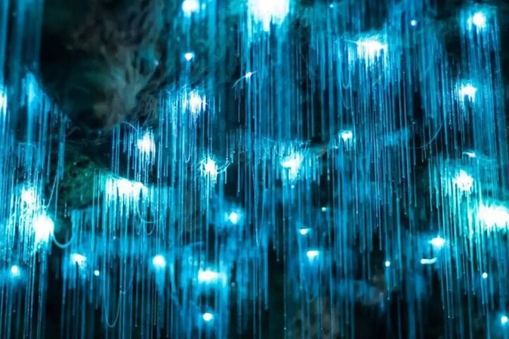 From Auckland: Spellbound, Waitomo Glowworm Cave Small Group Tour